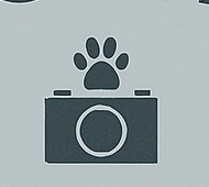 Two Paws Film Studio